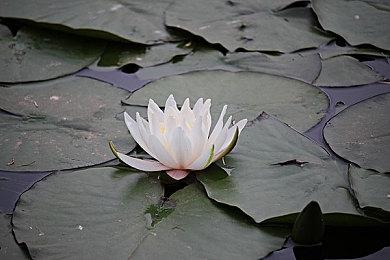 《茶杯头》推出Xbox独占六周年纪念更新